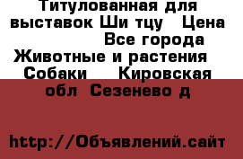 Титулованная для выставок Ши-тцу › Цена ­ 100 000 - Все города Животные и растения » Собаки   . Кировская обл.,Сезенево д.